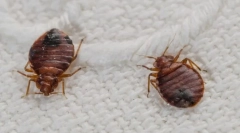 Bed bugs i uši
